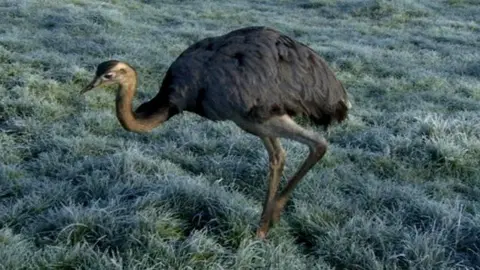 A rhea, a large bird that resembles an ostrich, is pictured from the side. It appears to be mid-walk, with one of its long legs bent in action. 