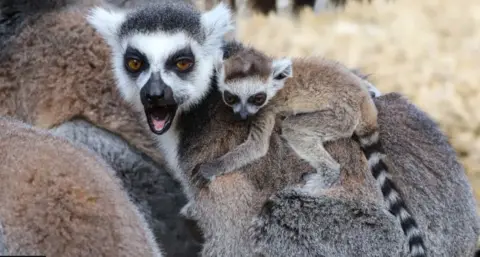 BRIAN LILLY Black and White Lemurs