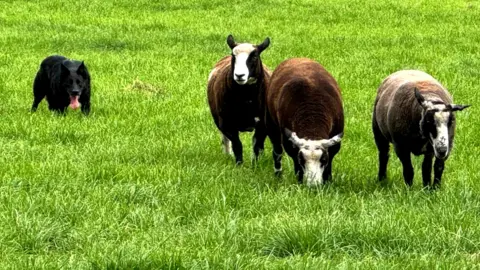 A black sheepdog, pacing behind three brown and cream sheep on grass