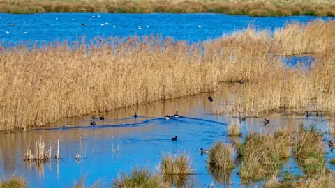 National Trust Images/Mike Selby A wetland at Wicken Fen. It shows a lagoon of blue water which has golden-coloured reeds and rushes growing through it in the middle. There are various ducks on the water.
