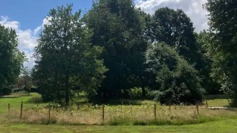 The trees that have been planted in one of the parks, surrounded by a fence with larger trees behind 