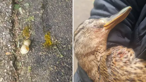 Ian Griffiths A composite of two images showing smashed eggs on a footpath and a dead duck with damage to its feathers.