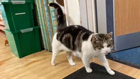 Cilla, a white and brown domestic shorthair cat walking across the classroom.