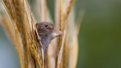 Jamie Smart Photograph of a mouse in hay grass. He holds both of his paws either side of the grass to balance himself inside the stems. He has ginger - brown fur and looks away from the camera. 