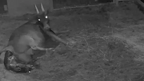 Chester Zoo CCTV still of mother Darcy lying down in a den at Chester Zoo as she delivers her female anoa calf Kasimbar