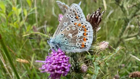 Robyn Wrigley A common blue butterfly with green-brown wings tipped with orange spots sits on a thistle flower on the Wild Ingleborough project in the Yorkshire Dales. 