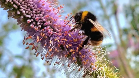Blue Yonder / BBC Weather Watchers Bee on a flower in Wednesfield