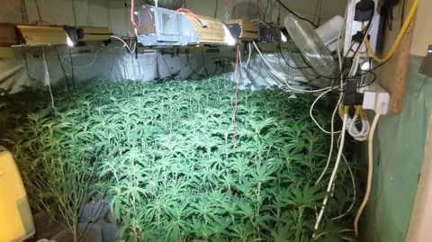 A room filled with hundreds of cannabis plants and the equipment required to grow them