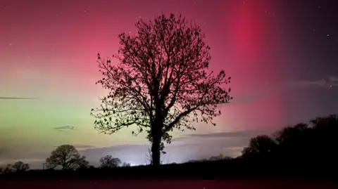 Caroline Pratt A stunning photo of a solitary bare winter tree silhouetted with a pinkish sky turning to green behind, and pinpricks of stars
