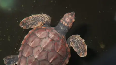 A loggerhead turtle swimming in a black-sided tank