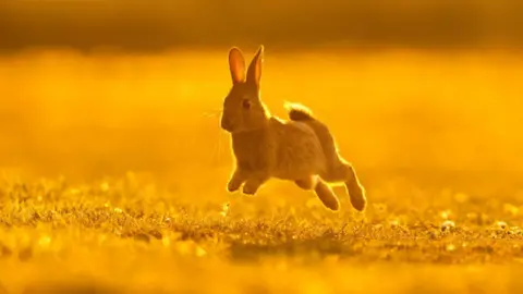 A rabbit pictured mid-jump as it runs along grass. Its ears are raised and it has grey fur. The picture has been taken at sunset, so the backdrop is golden.
