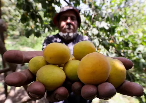 MOHAMED ABD EL GHANY / REUTERS A man holds a pile of freshly picked apricots in his hands.