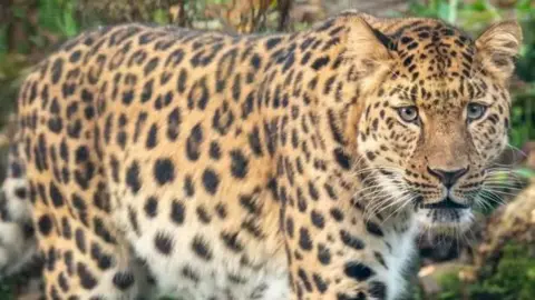 Dartmoor Zoological Society Freddo the Amur leopard walking around and looking at something in the distance