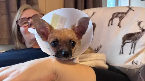 Brown Chihuahua with a vet cone around his neck looking at the camera. He is sat on his owner's - a woman with blonde hair and brown glasses - lap.