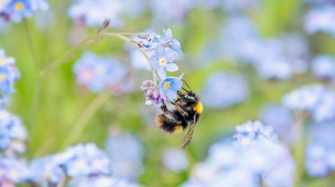 Bee on blue bell flower