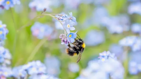 Getty Images Bee on blue bell flower