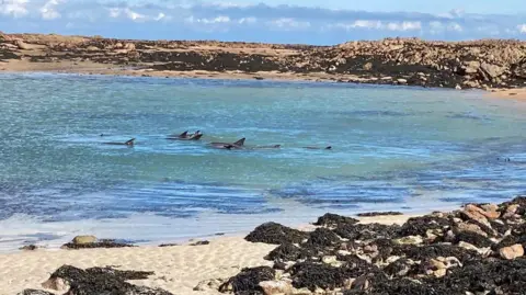Jersey Fire and Rescue 13 dolphins at La Rocque Harbour 