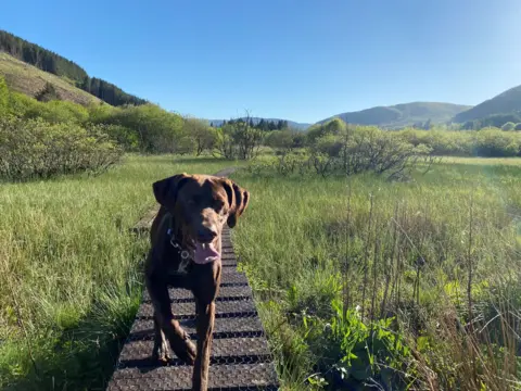 Karen Bradshaw A dog walking through a field on a sunny day, with blue skies above