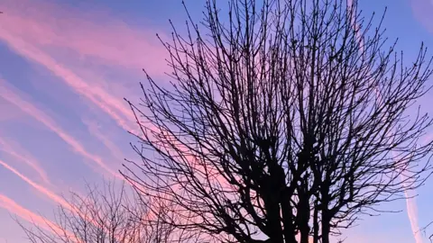 A tree without any leaves is silhouetted against the sky which is still blue but shot through with pink clouds.