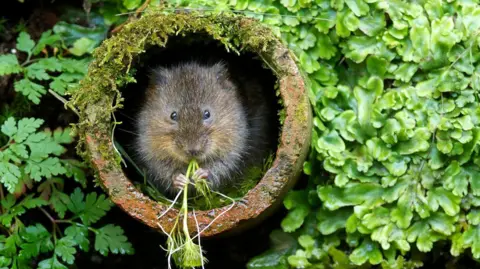 Getty Images A wild water vole sitting in his favorite hole eating his lunch. 