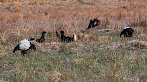 North Pennines National Landscape / Martin Rogers Photography A group of black male grouse dance with their chest puffing out in grassy moorland. The birds are very visually striking, with black/dark blue feathers, a white tail and red decorative eyebrows. They are all mid-movement in attempts to attract a brown female grouse.