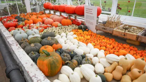 National Trust/PA Media A table with dozens of white, beige and green squashes laid out on it. There are also lots of tiny orange pumpkins