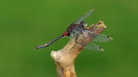 A red and black male white-faced darter dragonfly sits on a wooden brand with a green water background. 