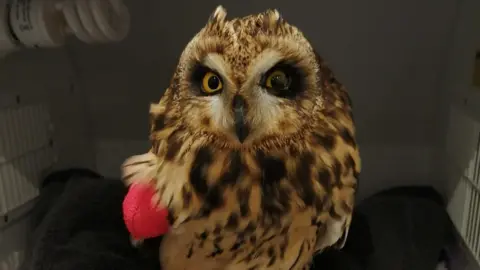 Evolution Exotics The Short-eared owl in a vet's cage. It is a brown colour and has slightly yellow eyes. One of its wings is patched up with a pink bandage. 