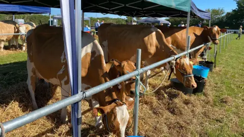 Guernsey cows