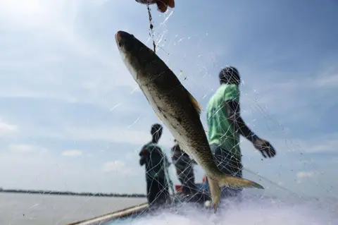 NurPhoto via Getty Images A hilsa fish is seen as fishermen pull the net on a boat in the Bay of Bengal near Ghoramara Island, south of Kolkata