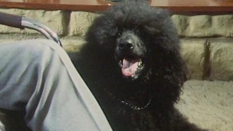 Theo, a black poodle, lying on the floor next to his owner.