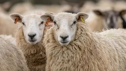 A stock image of two sheep standing in a larger flock, staring into the camera.
