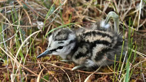 Paul Turner / RSPB Anak burung Greenshank berkamuflase di antara vegetasi lahan gambut