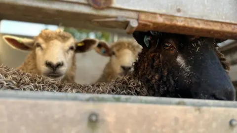Charlie O'Loughlin / BBC Close up of three sheep looking at the camera through the bars of a pen at the Driffield Show