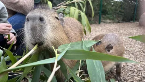 A capybara eating a shoot of leaves.