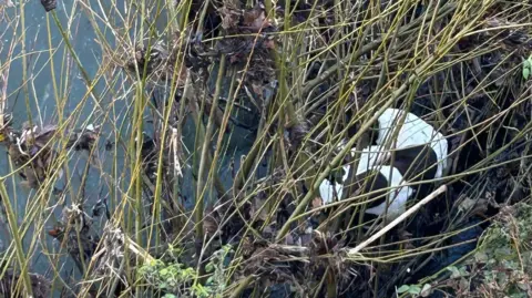 Glen Dent/K9-RSQ Reeds coming out of some dark water - it looks like a gloomy day - and behind some of them, you can see an obscured brown and white figure we now know to be Lucky.