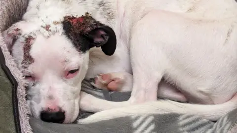 RSPCA A white Staffie cross dog curled up in a dog bed