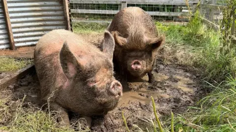 Newham Grange Farm Two pigs lying in wet mud with grass surrounding them. It is a sunny day. The pigs are pink and hairy. 