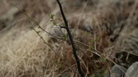 RSPB Scotland Sapling at Corrimony