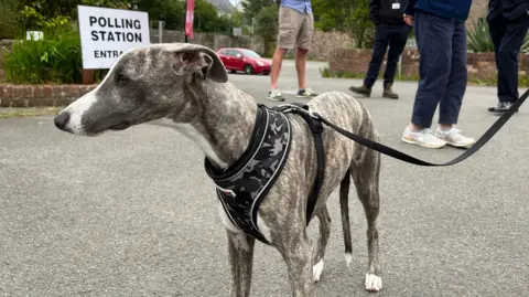 A grey dog - either a whippet or greyhound - stands on tarmac outside a polling station in Jersey. The dog has a black leash on and a black and grey camouflage harness. Four people are stood behind the dog. 