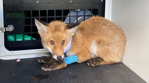 Scottish SPCA A fox with a blue bandage on its front leg and a purple bandage around its neck. It is sitting in the back of an animal rescue vehicle.