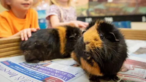 A pair of guinea pigs, both dark brown and tan, stand on a sheet of newspaper. To the left of the image, a boy's hand rests on the back of one of the animals. 
