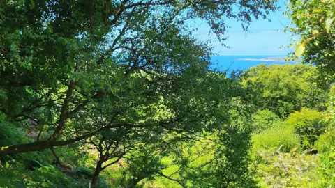 Eoghan Daltun large green trees and fields can be seen covering most of the image, the blue ocean can be seen peaking through the trees on the top right corner of the image