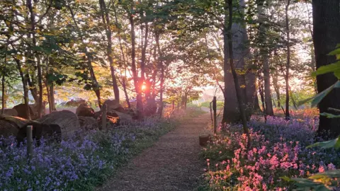 Rebekah A bluebell wood glows as the sun sets behind the trees. There is a path through the woods and the ground is covered with small flowers.