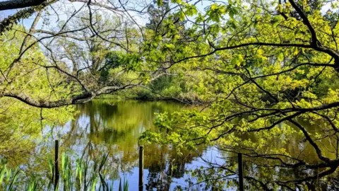 Warwickshire Wildlife Trust The view of a lake with greenery and trees around the edge. There are tree branches reaching out across the lake.
