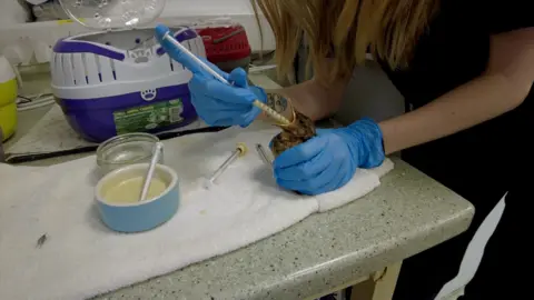 BBC A woman with blue latex gloves on feeds a bird using a syringe.