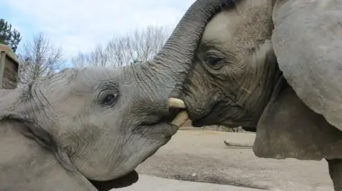 Howletts Wild Animal Park African elephants Nusu and Manzi stand face to face in their enclosure, touching trunks and tusks. Their heads fill most of the image with trees visible behind them.