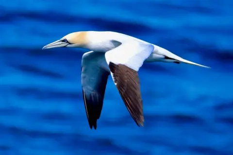 Graham Christie A gannet in flight over a deep blue sea.