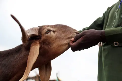 SODIQ ADELAKUN /  REUTERS A man holds a ram faces and looks at its mouth and eyes.