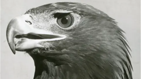 London Zoo Black and White head shot of Goldie the Golden Eagle